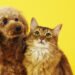 Descubren un nuevo e increíble beneficio de tener gatos y perros