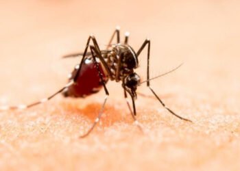 Puebla refuerza llamado a acudir al médico ante síntomas de dengue