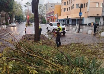 Atienden Protección Civil Municipal, Estatal y Control de Tránsito caída de árbol en la Avenida Juárez, descartan personas lesionadas