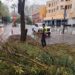 Atienden Protección Civil Municipal, Estatal y Control de Tránsito caída de árbol en la Avenida Juárez, descartan personas lesionadas