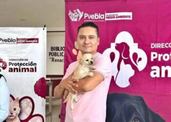 Avanza Gobierno de la Ciudad en materia de bienestar animal