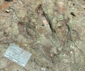 Confirman presencia de huellas de diversos dinosaurios dentro de la Reserva de la Biosfera Tehuacán-Cuicatlán