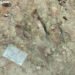 Confirman presencia de huellas de diversos dinosaurios dentro de la Reserva de la Biosfera Tehuacán-Cuicatlán