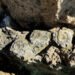 El INAH resguarda fósiles de megafauna del Pleistoceno tardío hallados en Acatzingo, Puebla