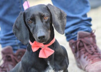 Emite Gobierno de la Ciudad medidas para el cuidado de mascotas ante temporada de frío