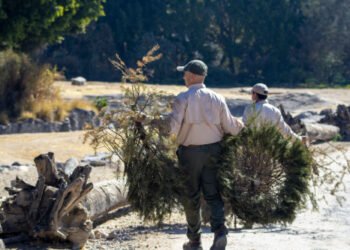 Gobierno de la Ciudad y Africam Safari inician campaña de reciclaje de árboles de Navidad