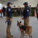 Destaca Gobierno de Pepe Chedraui intervenciones exitosas de la Unidad Canina de la SSC