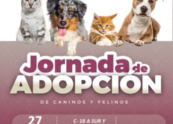 Gobierno de Pepe Chedraui invita a participar en las Jornadas de Adopción de Gatitos y Perritos