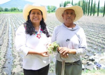 Puebla fortalece la producción de flor de cempasúchil para Día de Muertos