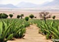 Los Paseos Culturales del INAH en septiembre llegan a Estado de México, Guerrero y Jalisco