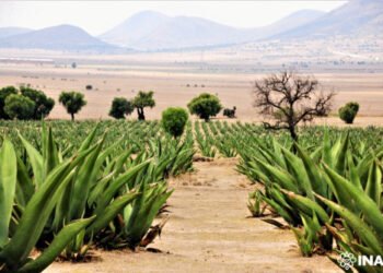 Los Paseos Culturales del INAH en septiembre llegan a Estado de México, Guerrero y Jalisco