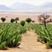 Los Paseos Culturales del INAH en septiembre llegan a Estado de México, Guerrero y Jalisco