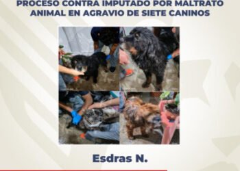 Obtiene Fiscalía vinculación a proceso contra imputado por maltrato animal en agravio de siete caninos